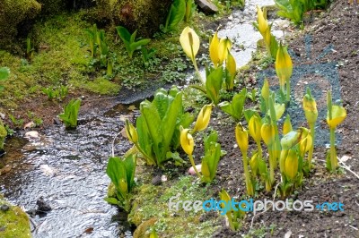 Yellow Skunk Cabbage (lysichiton Americanus) Stock Photo