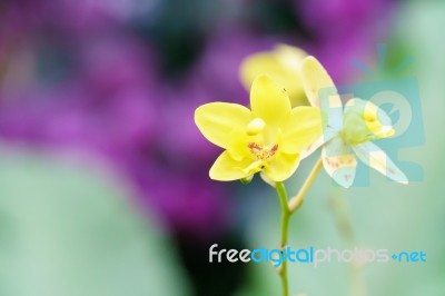 Yellow Spathoglottis Orchid In Garden Stock Photo