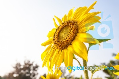 Yellow Sunflower In Farm With Sky Stock Photo