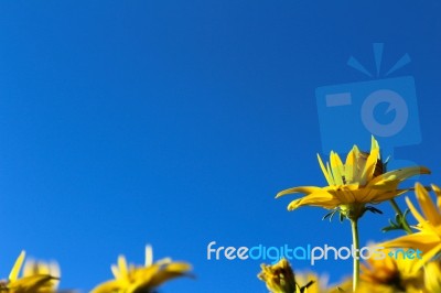 Yellow Sunflowers On Blue Sky Stock Photo