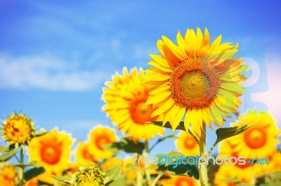 Yellow Sunflowers With Sky Stock Photo