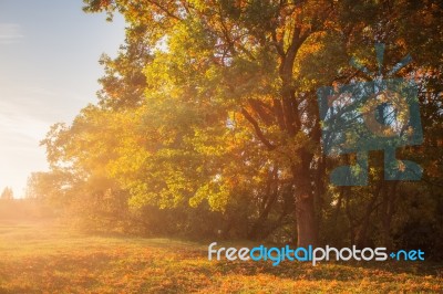 Yellow Tree In Sunny Autumn Morning Stock Photo