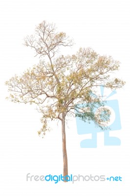 Yellow Tree White Background Stock Photo