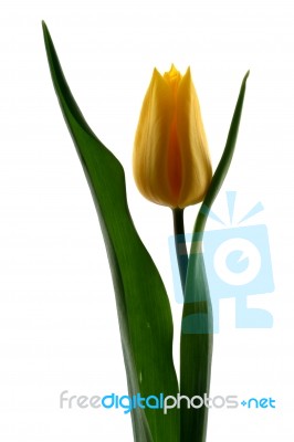 Yellow Tulip Stock Photo