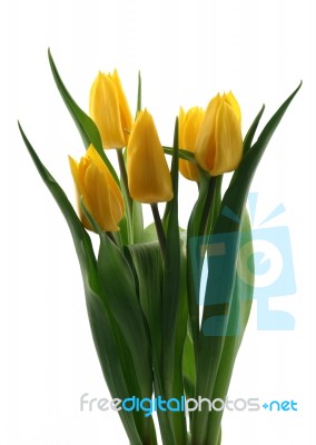 Yellow Tulips Stock Photo