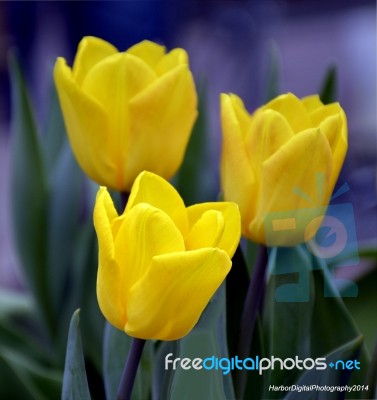 Yellow Tulips Stock Photo