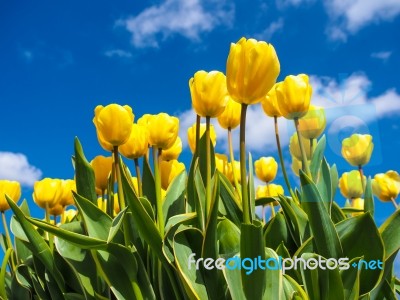 Yellow Tulips Over A Blue Sky Stock Photo