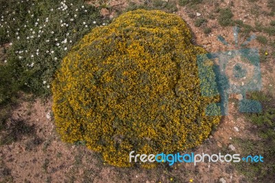 Yellow Ulex Densus Shrub Stock Photo