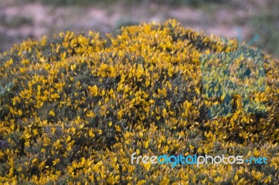 Yellow Ulex Densus Shrub Stock Photo