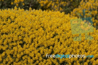 Yellow Ulex Densus Shrubs Stock Photo