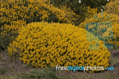 Yellow Ulex Densus Shrubs Stock Photo