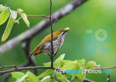 Yellow Vented Flowerpecker Stock Photo