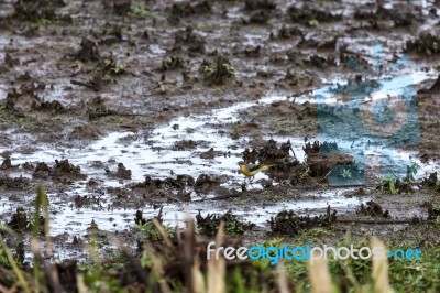 Yellow Wagtail (motacilla Flava) Stock Photo