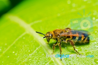 Yellow Wasp In Green Nature Stock Photo