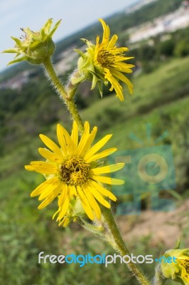 Yellow Wildflowers Stock Photo