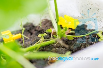 Yellow Winter Melon Flower In Farm Stock Photo