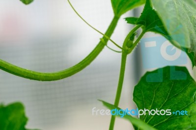 Yellow Winter Melon Flower In Farm Stock Photo