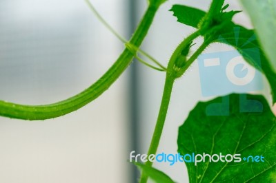 Yellow Winter Melon Flower In Farm Stock Photo