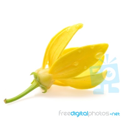 Ylang-ylang Flower Stock Photo