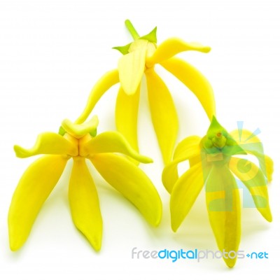 Ylang-ylang Flower Stock Photo