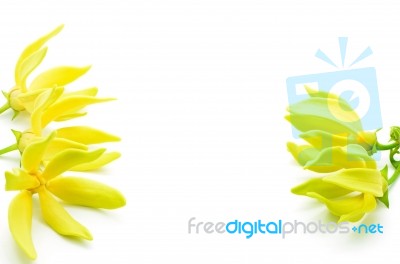 Ylang-ylang Flower Stock Photo