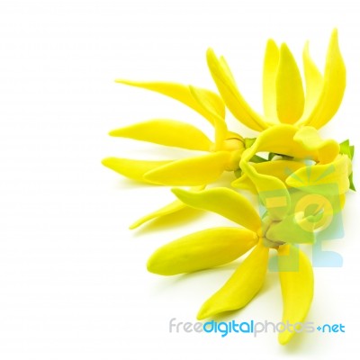 Ylang-ylang Flower Stock Photo