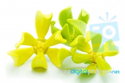 Ylang Ylang Flower Stock Photo