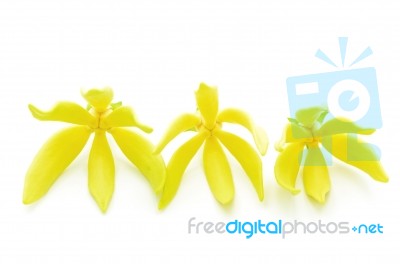 Ylang-ylang Flower Stock Photo