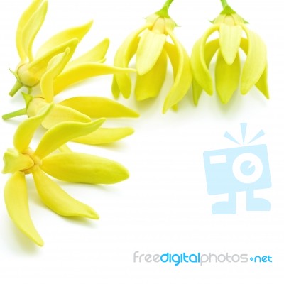 Ylang-ylang Flower Stock Photo