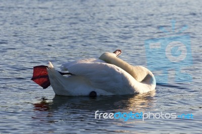 Yoga Lessons From The Beautiful Swan Stock Photo