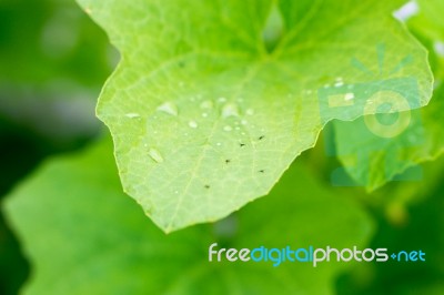 Yong Melon Seeding Damage By Insect Stock Photo