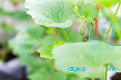 Yong Melon Seeding Damage By Insect Stock Photo