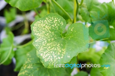 Yong Melon Seeding Damage By Insect Stock Photo