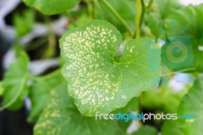 Yong Melon Seeding Damage By Insect Stock Photo