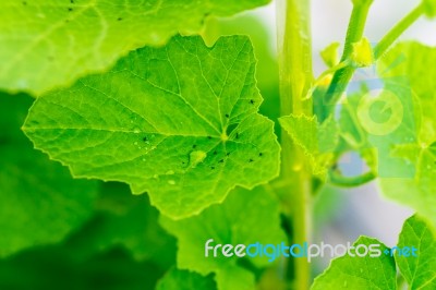 Yong Melon Seeding Damage By Insect Stock Photo