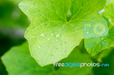 Yong Melon Seeding Damage By Insect Stock Photo