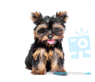 Yorkshire Terrier Stock Photo