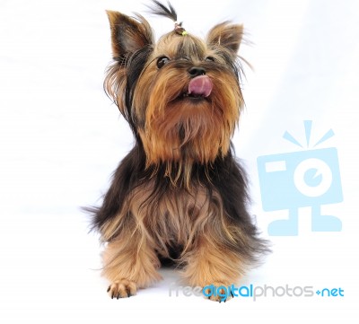 Yorkshire Terrier Stock Photo