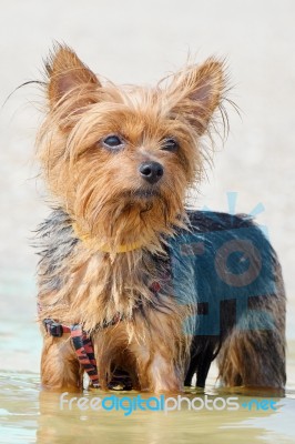 Yorkshire Terrier Stock Photo