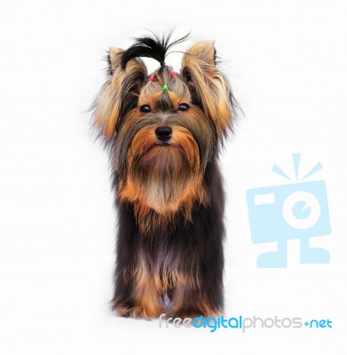 Yorkshire Terrier Stock Photo