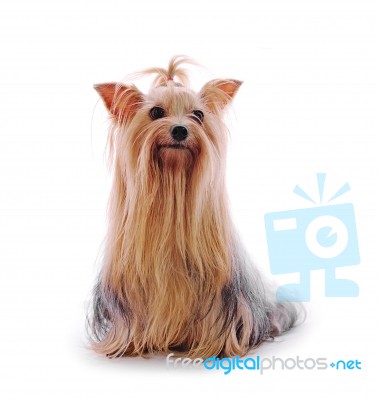 Yorkshire Terrier Stock Photo