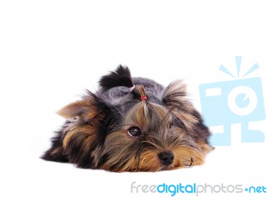 Yorkshire Terrier In Front Of A White Background Stock Photo