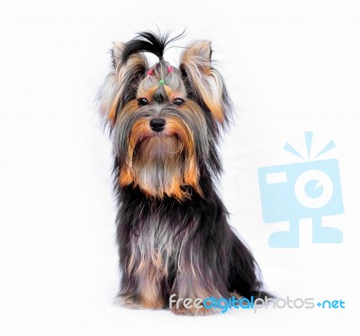 Yorkshire Terrier Sitting Stock Photo