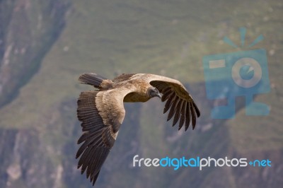 Young Andean Condor Stock Photo