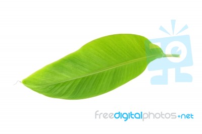 Young Banana Leaf On White Background Stock Photo