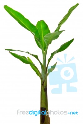 Young Banana Tree Stock Photo