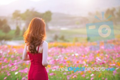 Young Beautiful Woman With A Cosmos Flower Stock Photo