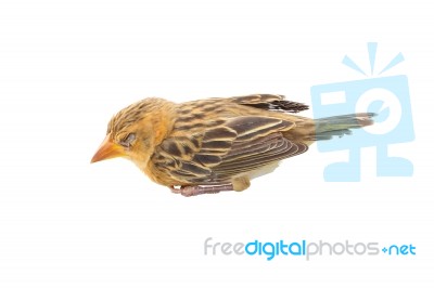 Young Bird Sleep On White Background Stock Photo