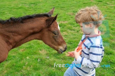 Young Boy Feeding A Newborn Foal Stock Photo