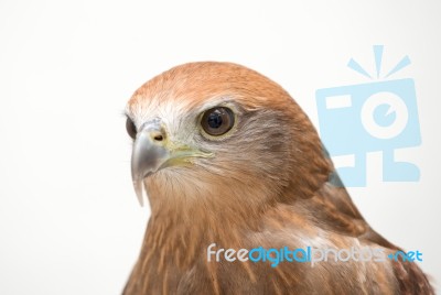 Young Brahminy Kite Or Red-backed Sea-eagle Stock Photo